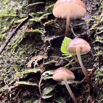 Acampamento Natureza de Criança