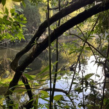 Acampamento Natureza de Criança