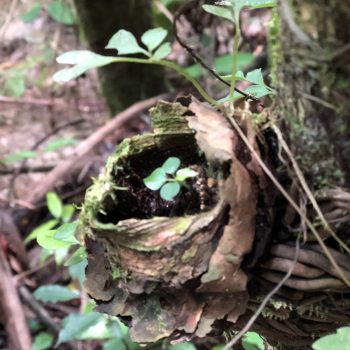 Acampamento Natureza de Criança