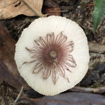 Acampamento Natureza de Criança