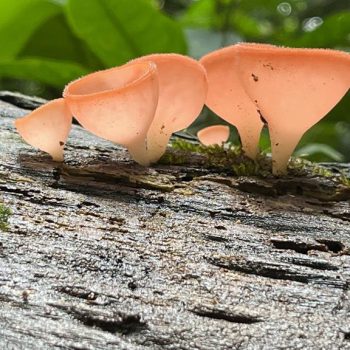 Rio Cristalino Lodge (1)