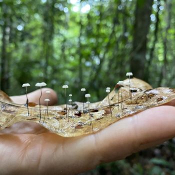 Rio Cristalino Lodge (14)