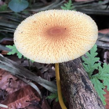 Rio Cristalino Lodge (15)