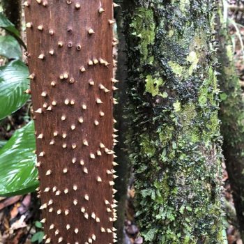 Rio Cristalino Lodge (17)