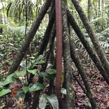 Rio Cristalino Lodge (18)