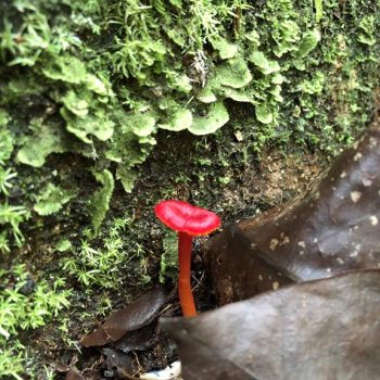 Rio Cristalino Lodge (19)