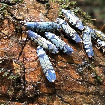 Rio Cristalino Lodge (20)