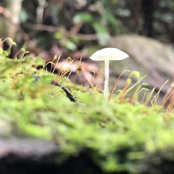 Rio Cristalino Lodge (25)