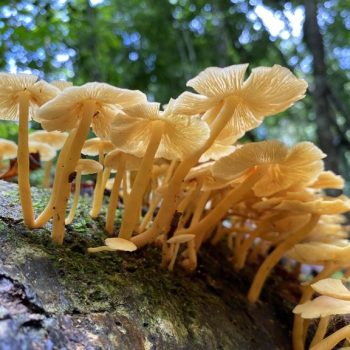 Rio Cristalino Lodge (9)